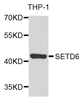SETD6 Antibody