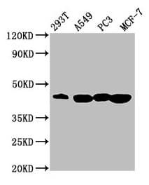 SAV1 / WW45 Antibody