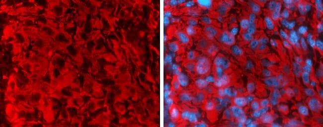 Goat Anti-Rabbit IgG Secondary Antibody (DY594)