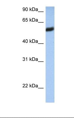 HLA-F Antibody (aa110-159, Biotin)