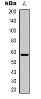 ZNF596 Antibody (Internal)