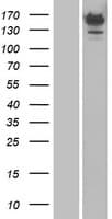 AQR Protein (Over-Expression Lysate Myc-DDK (Flag))