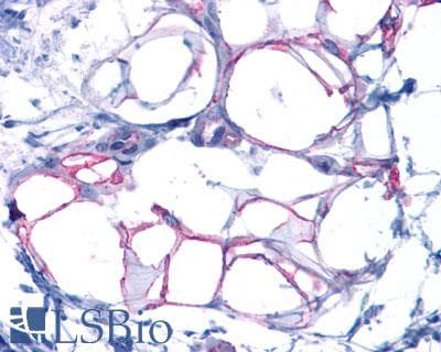 PathPlus™ GCGR / Glucagon Receptor Antibody (N-Terminus)