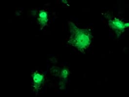 PRMT2 Antibody (clone OTI4C3)