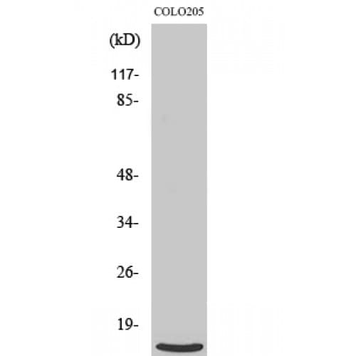 RPL39 / Ribosomal Protein L39 Antibody (10-90 aa, N-terminal)