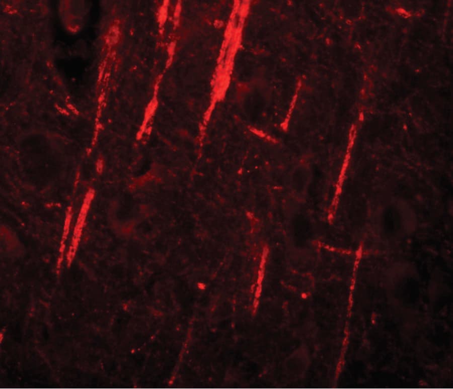 NLRP12 Antibody