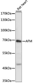 Polyclonal Rabbit anti-Human AFM / Afamin Antibody (WB)