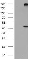 AGPAT5 Antibody (clone OTI4H3)