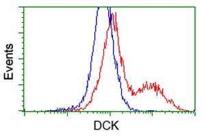 DCK / Deoxycytidine kinase Antibody (clone OTI3F5)