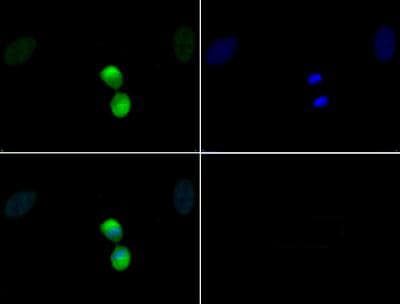 HIST3H3 Antibody (phospho-Thr11)