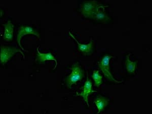 Polyclonal Rabbit anti-Human ARPC5L Antibody (IF)