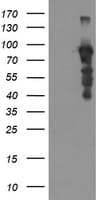 SOX5 Antibody (clone OTI6B5)