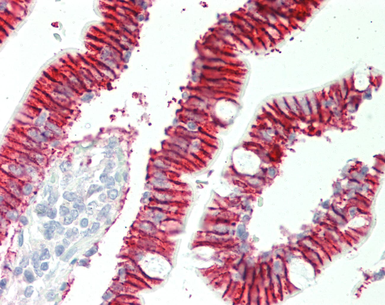 ATP1B1 Antibody (aa63-112)