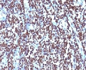 Histone H1 Antibody (clone OSHT-2)