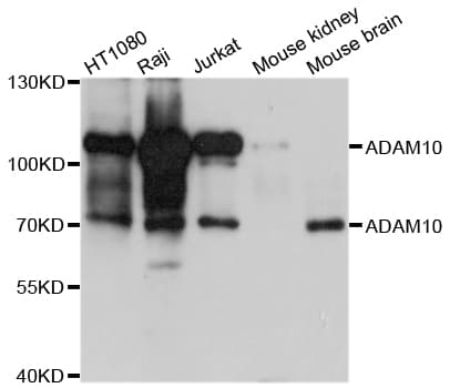 ADAM10 Antibody