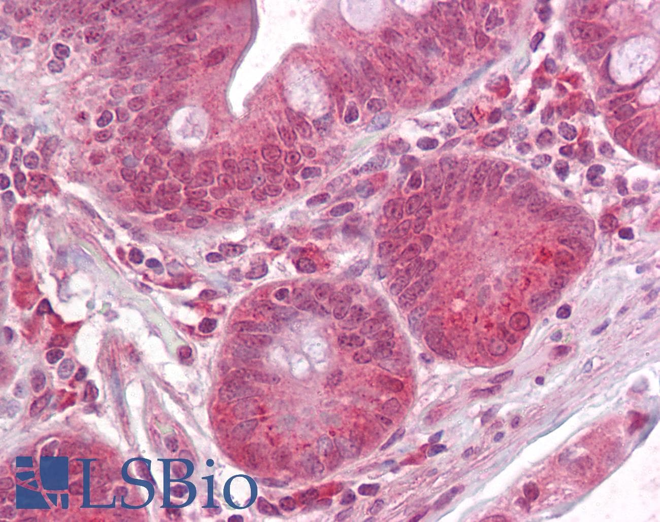 IHC-plus™ Raptor / Mip1 Antibody (aa900-950)