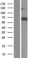 P5CDH / ALDH4A1 Protein (Over-Expression Lysate Myc-DDK (Flag))
