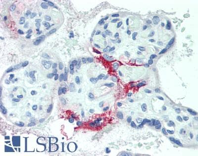 IHC-plus™ TM9SF1 Antibody