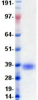 Human CD274 / B7-H1 / PD-L1 Protein (Recombinant DDK (Flag)-His, C-terminus)