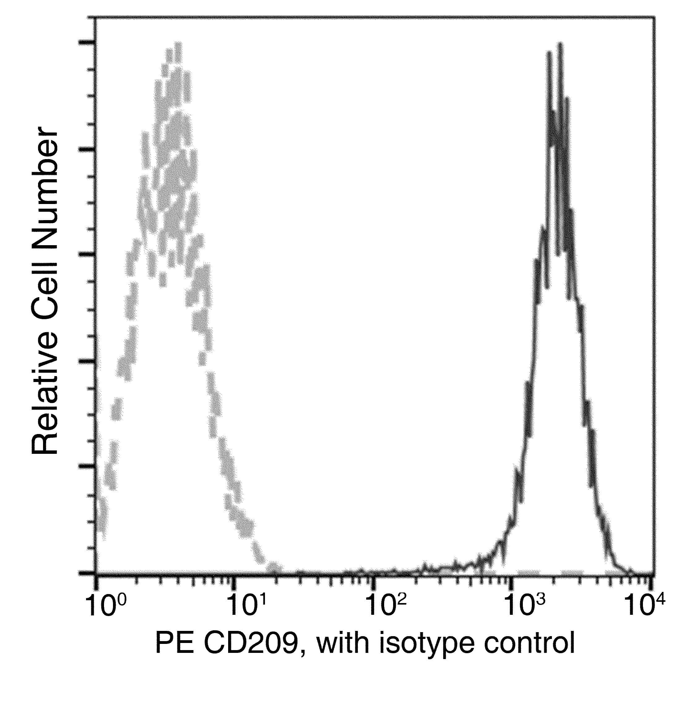 CD209 / DC-SIGN Antibody (clone 01, PE)