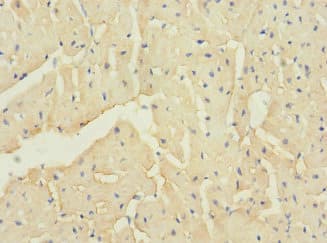 TTC32 Antibody