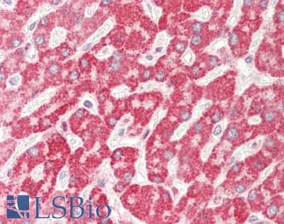 PathPlus™ ETFA Antibody (aa218-267)