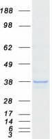 Human DDO / D-Aspartate Oxidase Protein (Recombinant Myc-DDK (Flag))