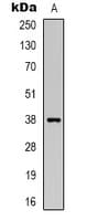 DNAJB4 Antibody (Internal)