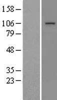 Human MTTP / MTP Protein (Over-Expression Lysate Myc-DDK (Flag))