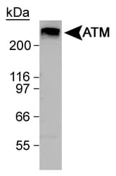 ATM Antibody (C-Terminus, Biotin)