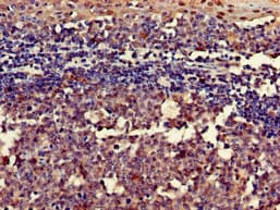 RGS18 Antibody