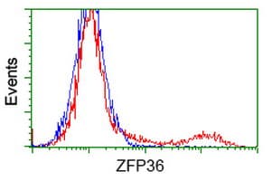 ZFP36 / Tristetraprolin Antibody (clone OTI1H6)