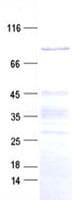 Human ZNF226 Protein (Recombinant His, N-Terminal)