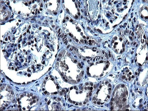 ZFAND3 / TEX27 Antibody (clone OTI1H10)
