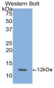 CXCL5 Antibody (aa45-118)