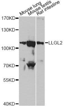 LLGL2 Antibody