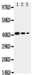 CD68 Antibody (aa341-354)