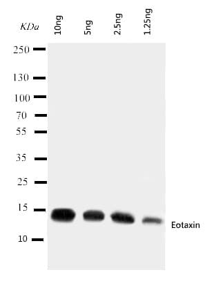 CCL11 / Eotaxin Antibody (aa73-93)