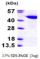 Human CUL1 / Cullin 1 Protein (Recombinant His)