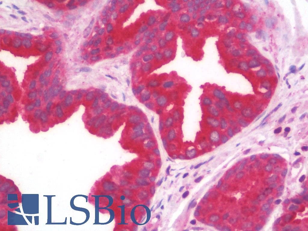 IHC-plus™ B2M / Beta 2 Microglobulin Antibody