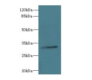 TSGA13 Antibody