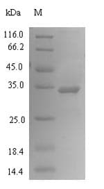 Prunus persica Pru p 1 Protein (Recombinant 6His-SUMO, N-terminus)