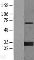 YWHAG / 14-3-3 Gamma Protein (Over-Expression Lysate Myc-DDK (Flag))