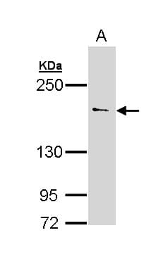 UNC13B Antibody (aa680-957)