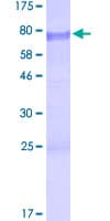 Human BCL3 / BCL-3 Protein (Recombinant GST)