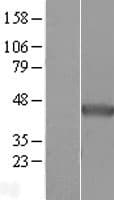 NDRG2 Protein (Over-Expression Lysate Myc-DDK (Flag))