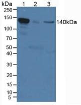 IL12RB2 Antibody (aa285-441, APC)