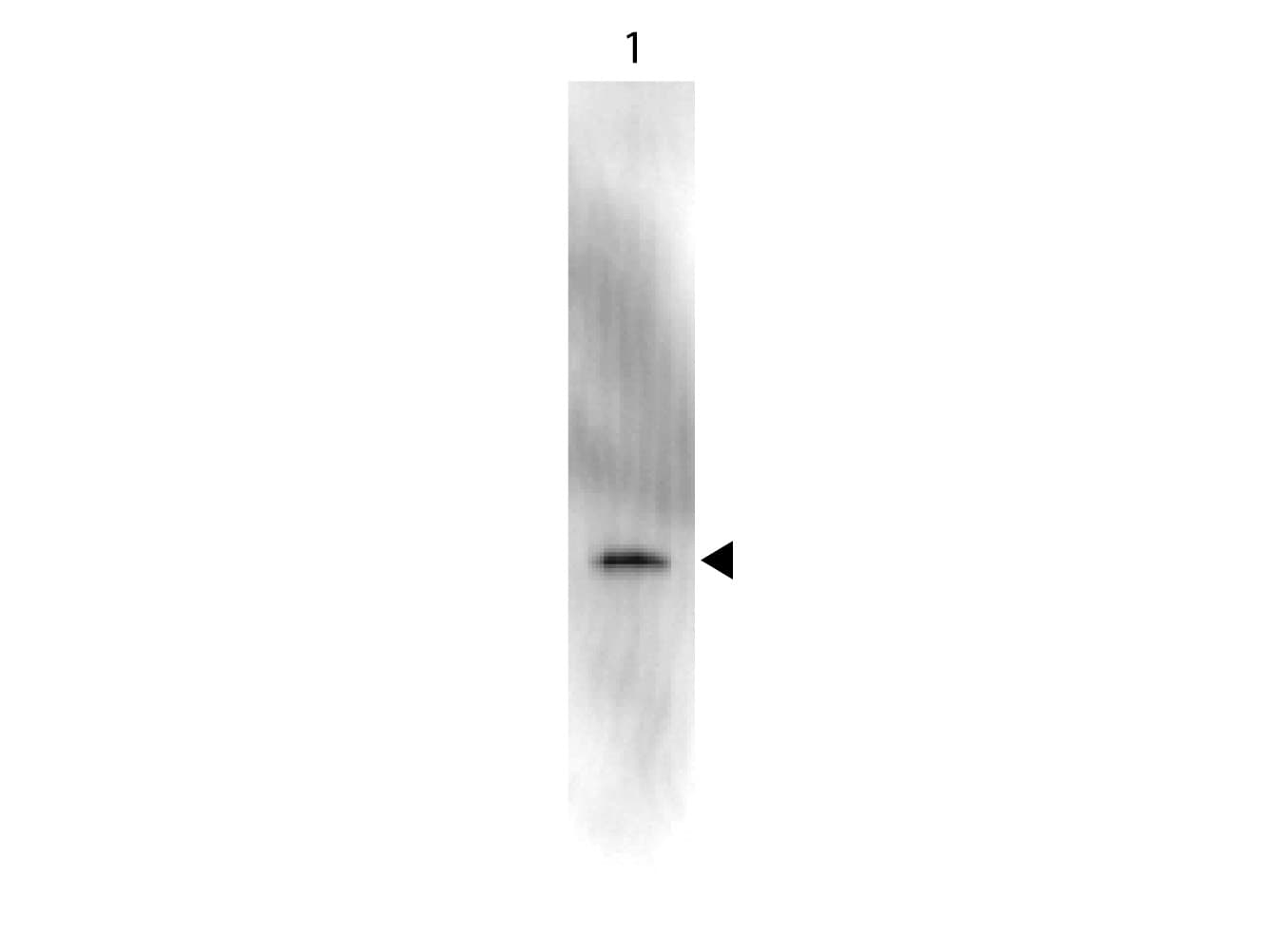 GFP Antibody (clone 9F9.F9, HRP)