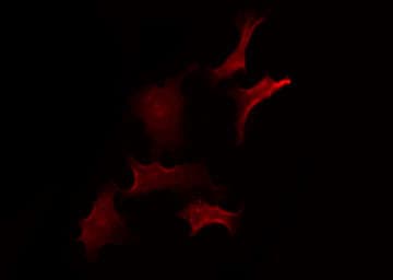 Polyclonal Rabbit anti-Human ZDHHC20 Antibody (IF, WB)