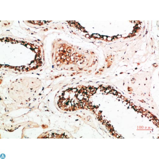 PACAP Antibody